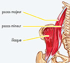 LE PSOAS, CE MUSCLE MÉCONNU… LA SUITE