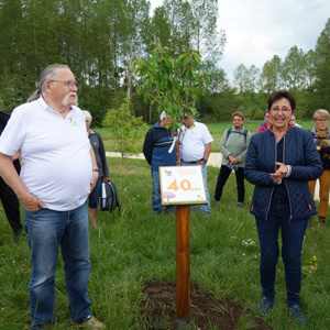 Plantation du cerisier Plantation du cerisier
