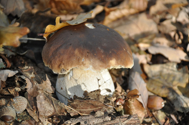 LES CHAMPIGNONS… LE RETOUR LES CHAMPIGNONS… LE RETOUR