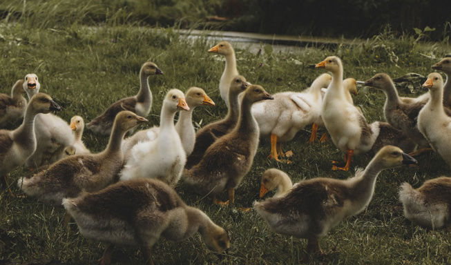 INLUENZAE AVIAIRE INLUENZAE AVIAIRE