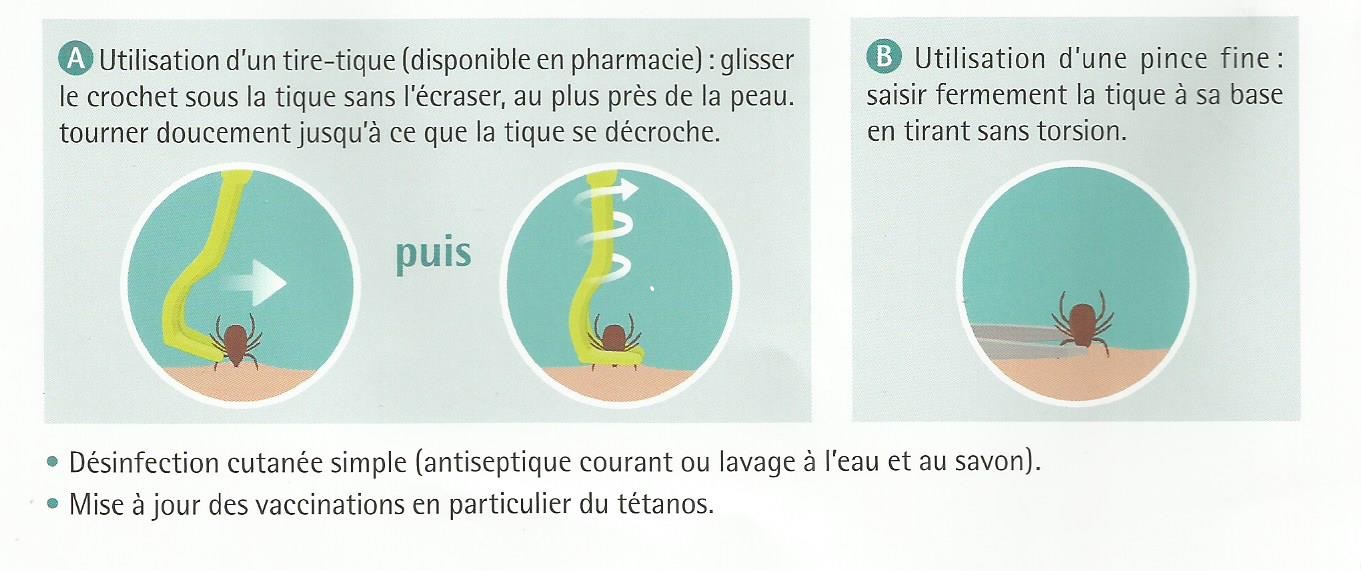 La technique de morsure de la tique