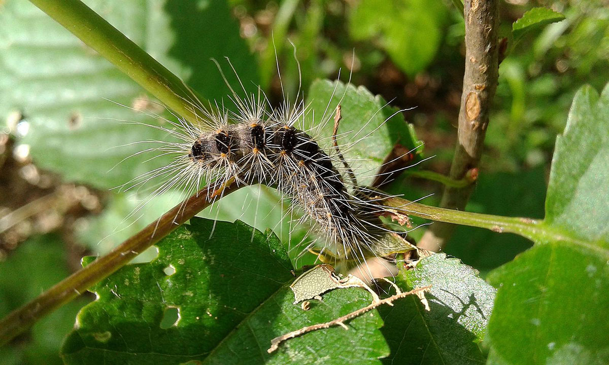 LA CHENILLE PROCESSIONNAIRE : ATTENTION DANGER