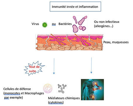 L’IMMUNITÉ : TOUT UN SYSTÈME !