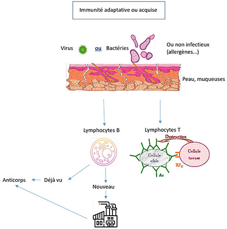 L’IMMUNITÉ : TOUT UN SYSTÈME !