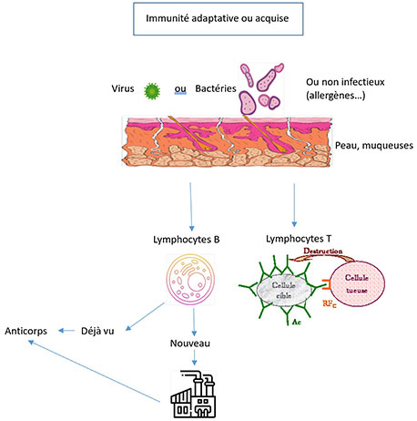 L’IMMUNITÉ : TOUT UN SYSTÈME ! L’IMMUNITÉ : TOUT UN SYSTÈME !