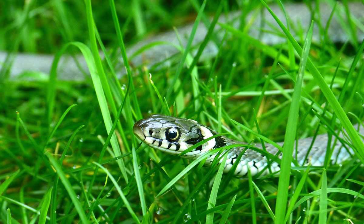 MORSURE DE SERPENT : QUE FAIRE (OU PAS) ? MORSURE DE SERPENT : QUE FAIRE (OU PAS) ?