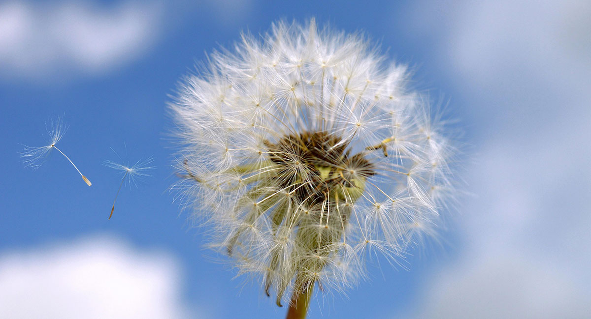 CONCILIER SPORT ET ALLERGIES SAISONNIÈRES