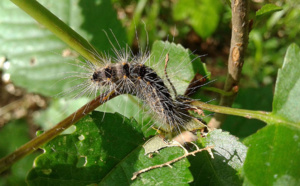 LA CHENILLE PROCESSIONNAIRE : ATTENTION DANGER