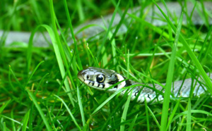 MORSURE DE SERPENT : QUE FAIRE (OU PAS) ? MORSURE DE SERPENT : QUE FAIRE (OU PAS) ?