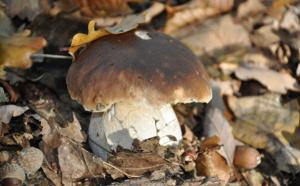 LES CHAMPIGNONS… LE RETOUR LES CHAMPIGNONS… LE RETOUR