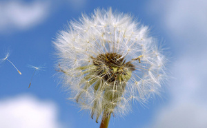 CONCILIER SPORT ET ALLERGIES SAISONNIÈRES