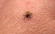 MALADIE DE LYME ET AFFECTIONS APPARENTÉES